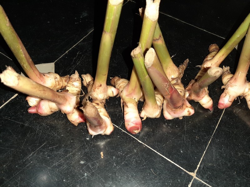 Picture for Thai ginger