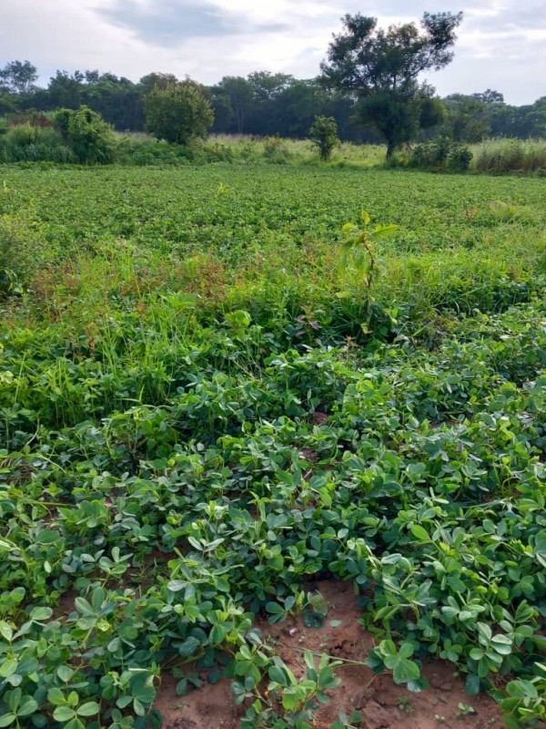 Picture of Mofya crop hub