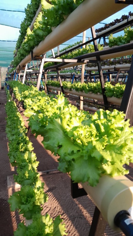 Picture of Halala Agri Farm