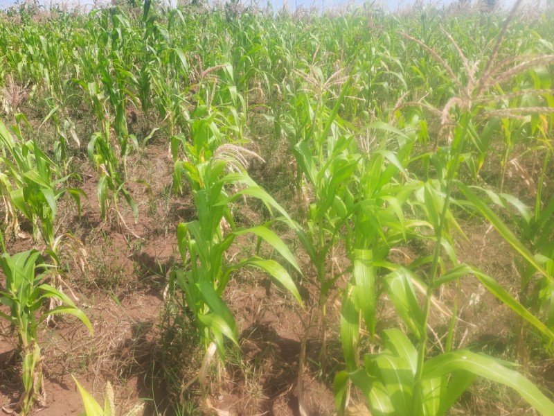 Soil fertility declining in some rural areas in Mubende District: Case example of Kijumba Parish, Kiyuni Sub-county