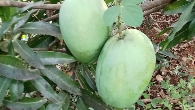 Picture for Fresh Immam pasand mangoes 