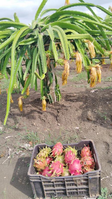 Picture of THE ROCK'S DRAGON FRUIT FARM