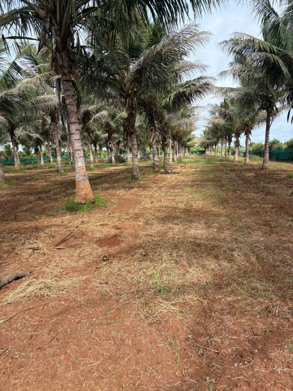 Picture of Chikkabegllu 