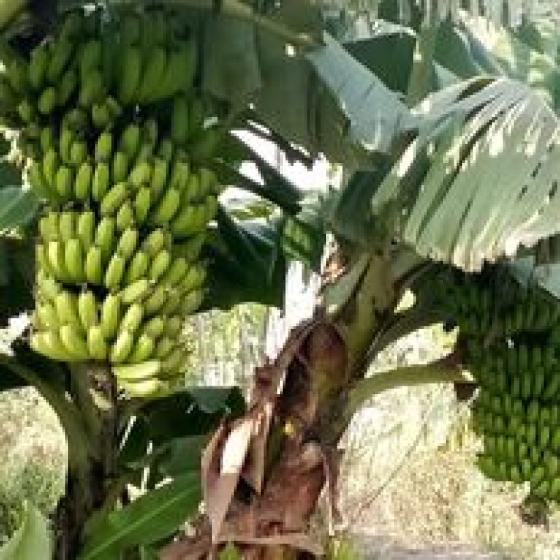 Picture for Banana