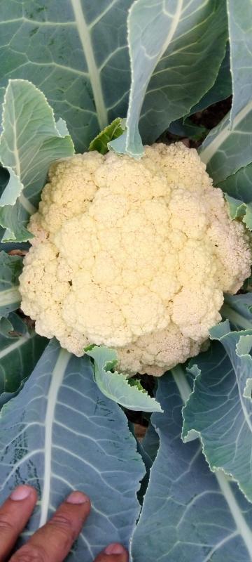 Picture for I have 10000to 12000 kg cabbage and cauliflowers 