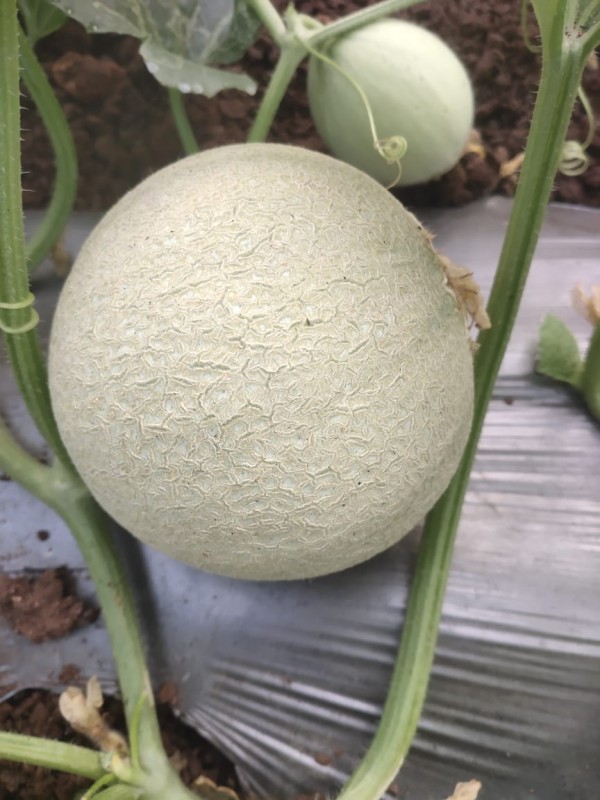 Picture of Sunil Farms