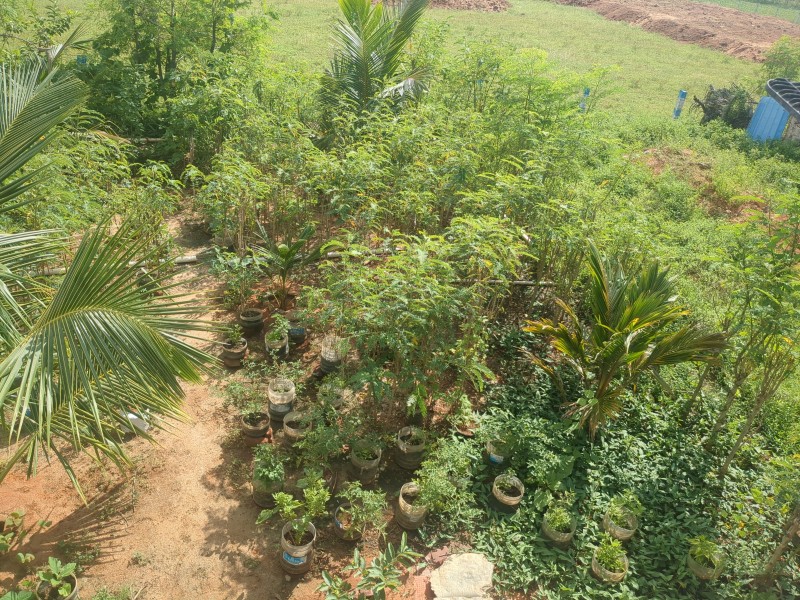 Picture of Alagu Gardens