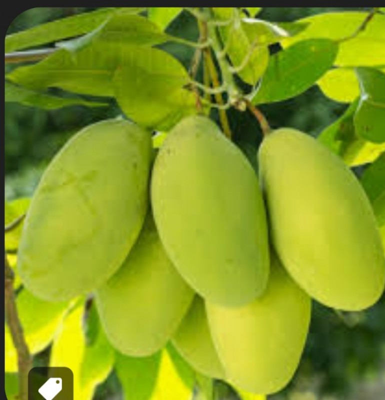 Picture for Freshly produced rasalu,mangoes