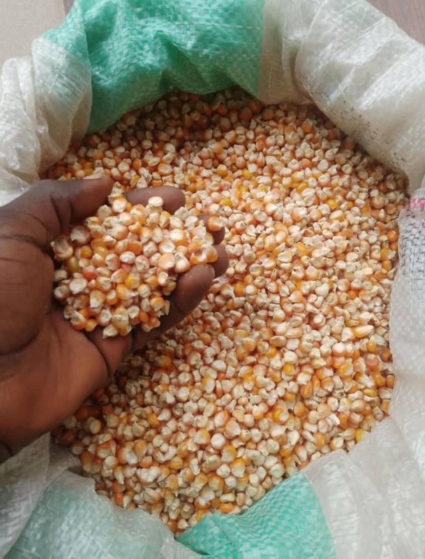 Picture for Yellow Maize