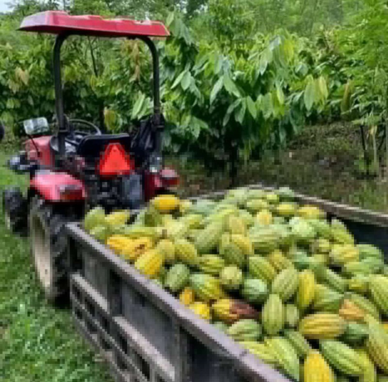 Picture for Fresh Bitter kola, kola nuts, cocoa beans, Bananas and fruits