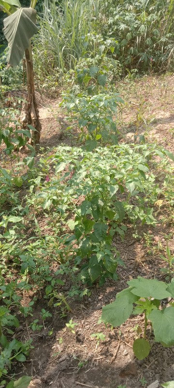 Picture of GREENMERITFED NIGERIA ENTERPRISES