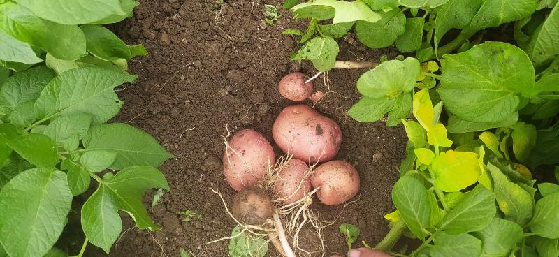 Picture of Naredra dangi farm