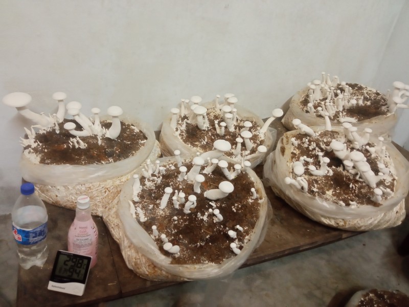 Picture for Milky Mushroom 