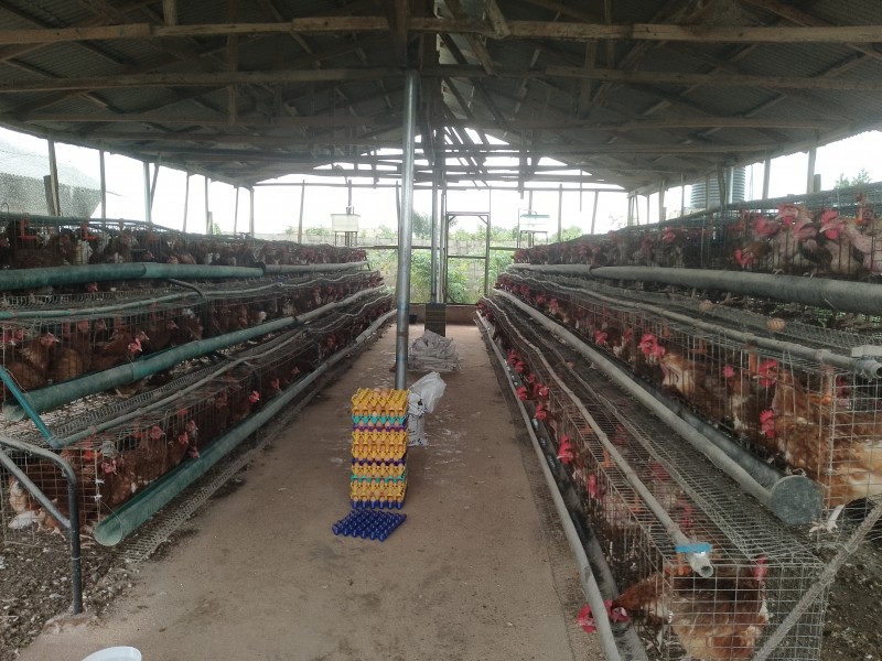 Picture of Alabama Farms