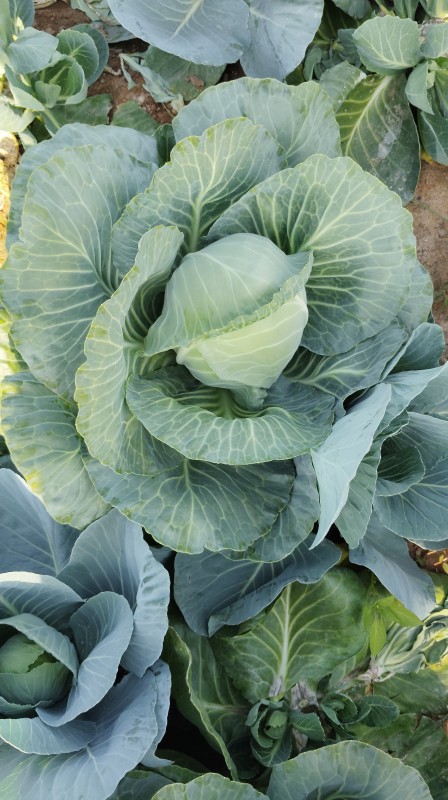 Picture for Fresh cabbage 