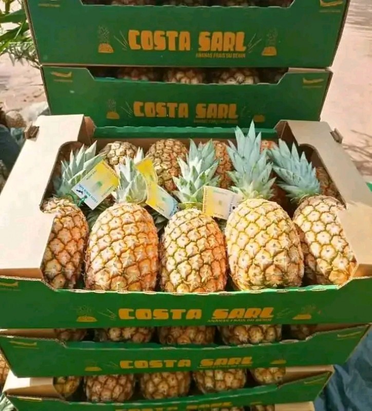 Picture of Producteur 