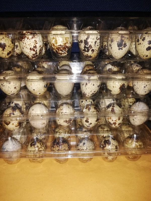 Picture for Quails,quail eggs, local chicken, guinea fowls, pekin ducks