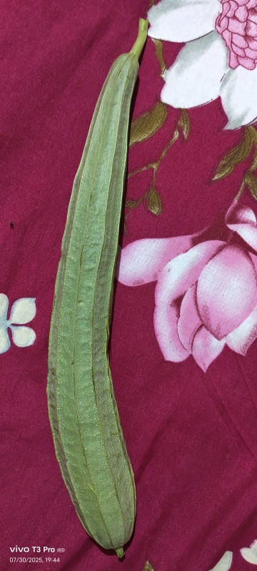 Picture for Turai तुरई pure organic