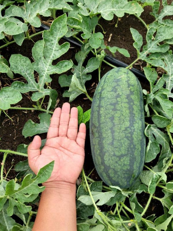 Picture of Jacob mills 