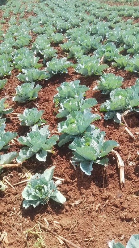 Picture of Lutatwa ngome lumbasi