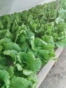 Picture for Butter lettuce 