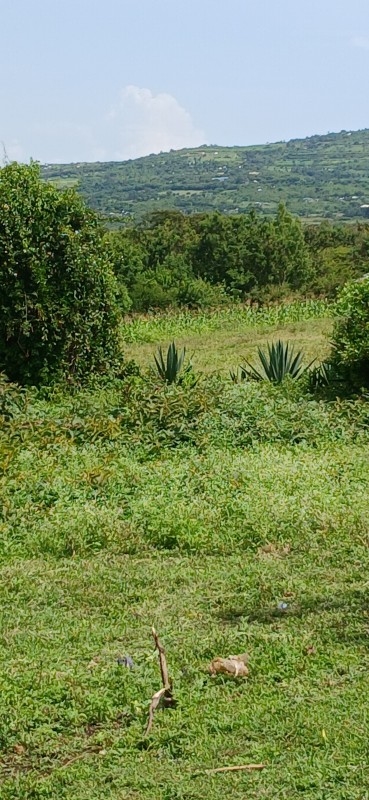 Picture of 254allinone254 