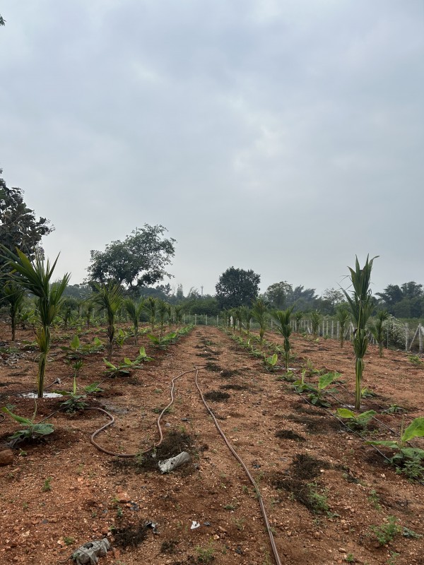 Picture for Papaya ,bannana