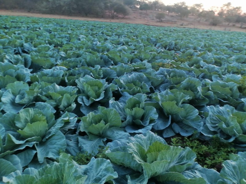 Picture of MGM Farming