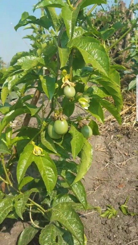 Picture of Isaac Passion fruit farm 