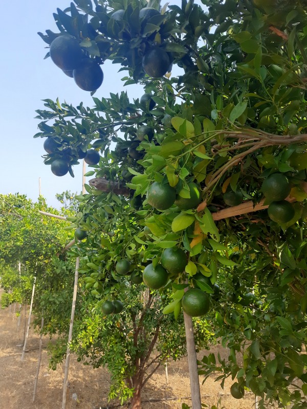 Picture for Delicious oranges, custard apples