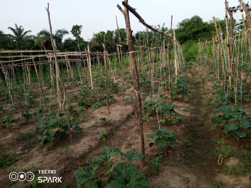 Picture of Zenith Farms Ltd