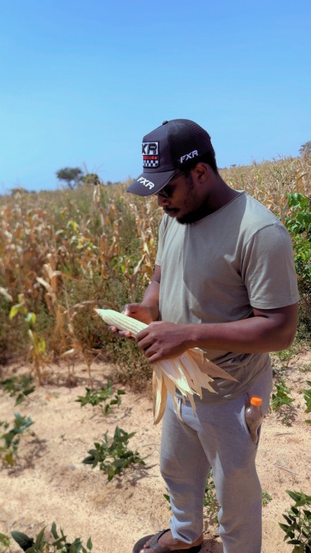 Picture for Sammaz 51 seed