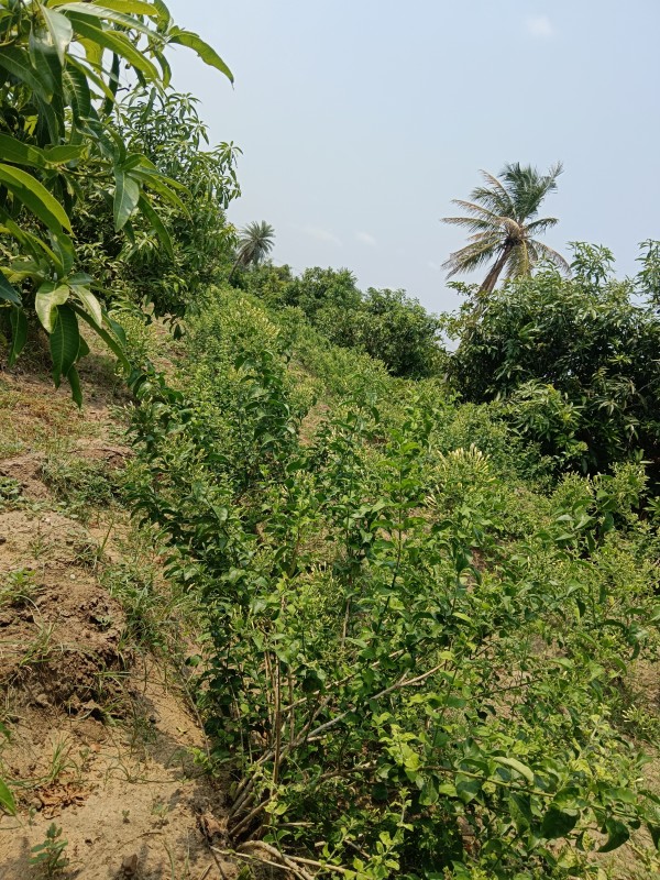 Picture of MA fresh fruits and flowers 