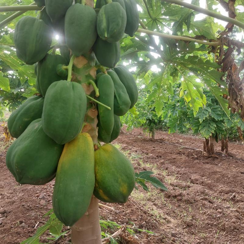 Picture of Bhandari Farms