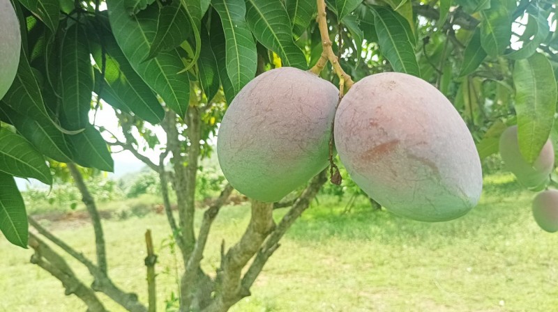 Picture of SPV Fruits 
