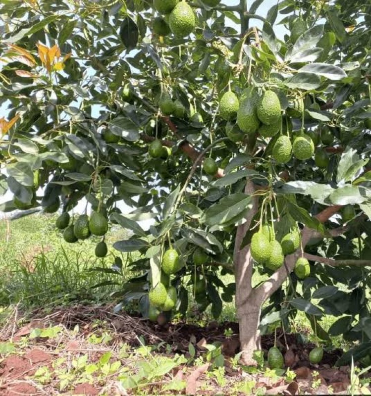 Picture of AR-Rahman Avacado farm