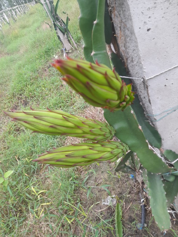 Picture for Dragon fruit 