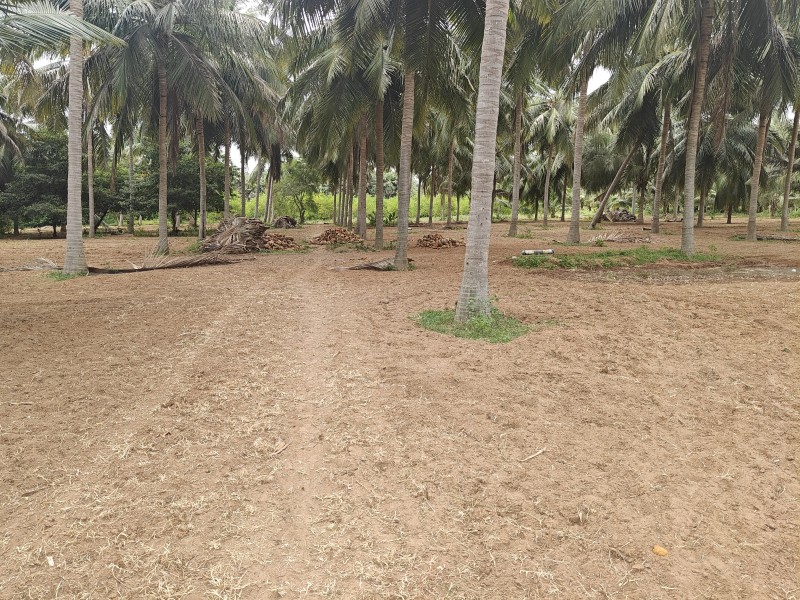 Picture of Karunanidhi farms 