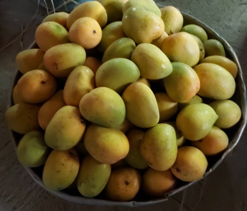 Picture for Fresh cut Alphonso mangoes