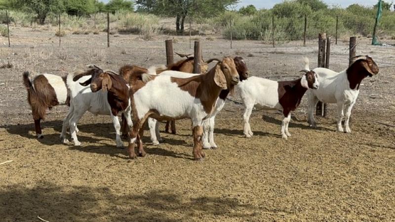 Picture of Thornburry Pty Ltd