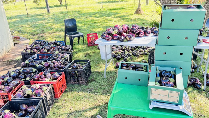 Picture for Brinjal - Black Beauty