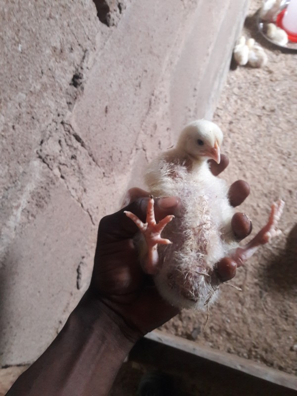 Picture of Farm birds