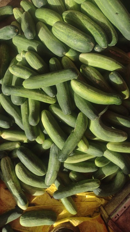 Picture for cucumber