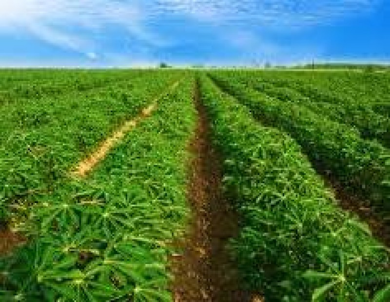 Picture of Agrifood