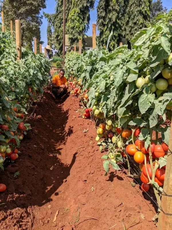 Picture for Tomatoes 