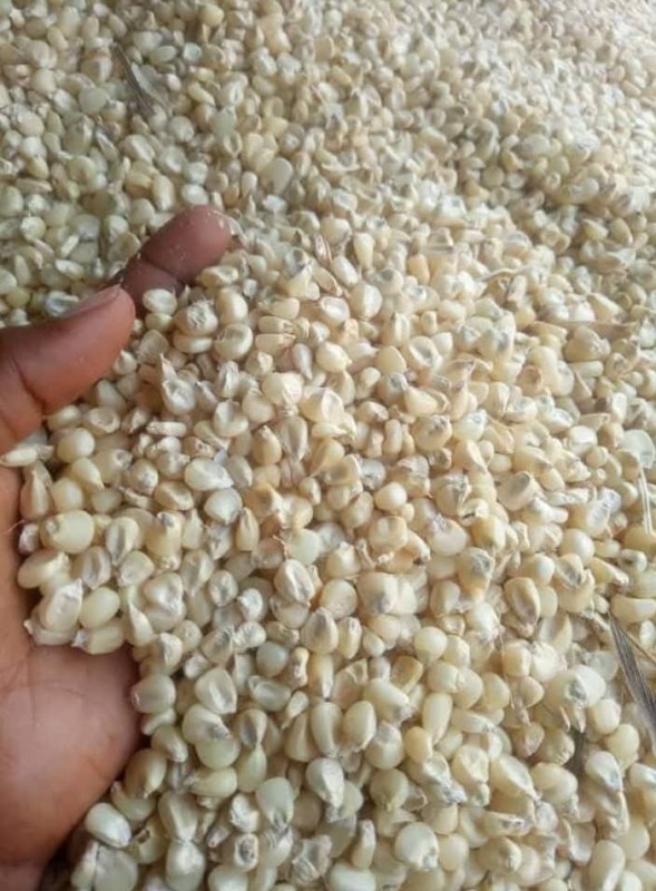 Picture for Hybrid white maize