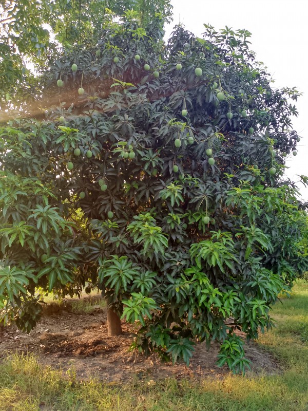 Picture of Manoj Ray