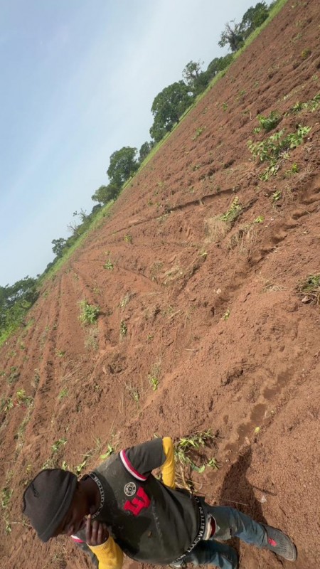 Picture of OBDIANZ FARM 