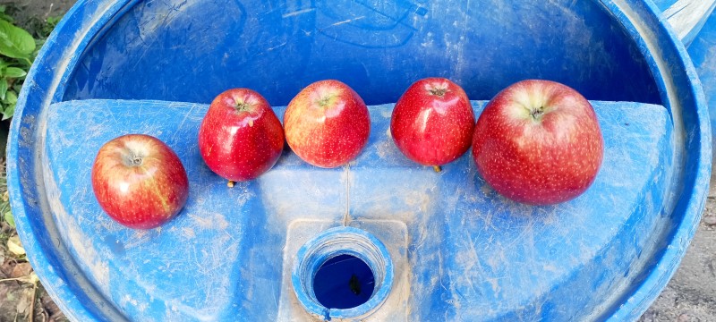 Picture for Royal delicious apple