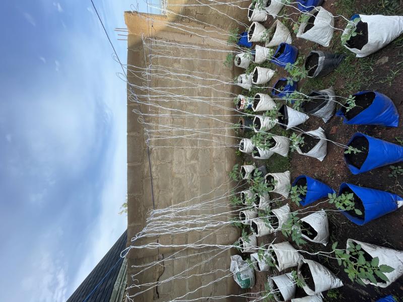 Picture of Majik farms agro allied 